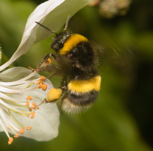 EF7A2929Bumblebee