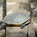 Guatemala, The Turtle