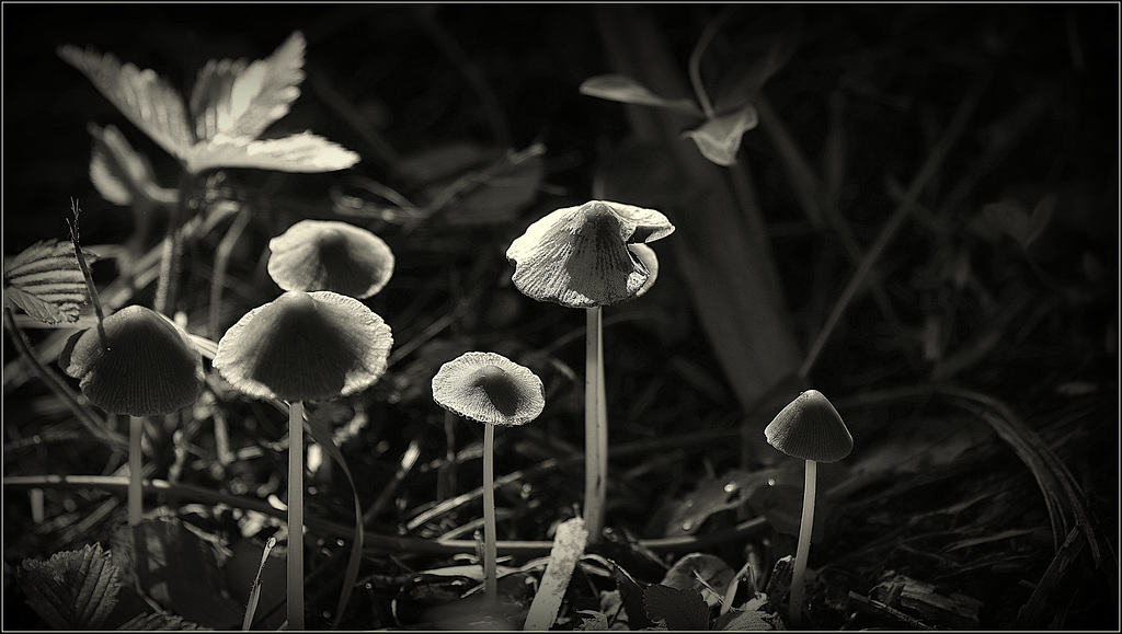 Mise en lumière du côté obscur des champigons (SSC)