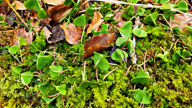 Grün im Winterwald