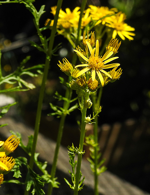 20230707 1615CPw [D~LIP] Jakobs-Greiskraut (Jacobaea vulgaris), Bad Salzuflen