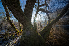 Das Ende meines ersten Waldes :))  The end of my first forest :))  La fin de ma première forêt :))