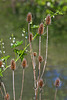 Oregon Bigroot