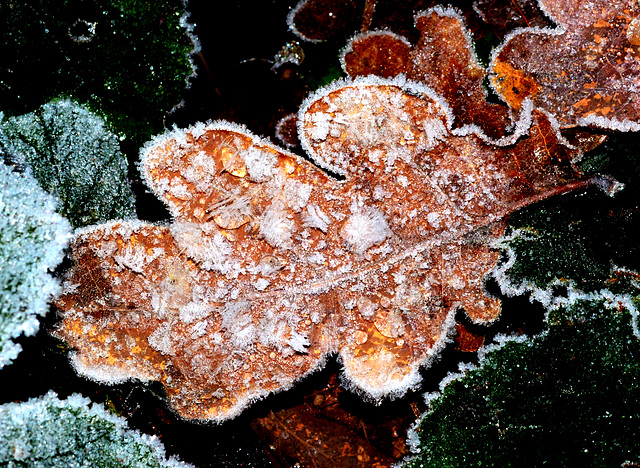 Sparkly leaf