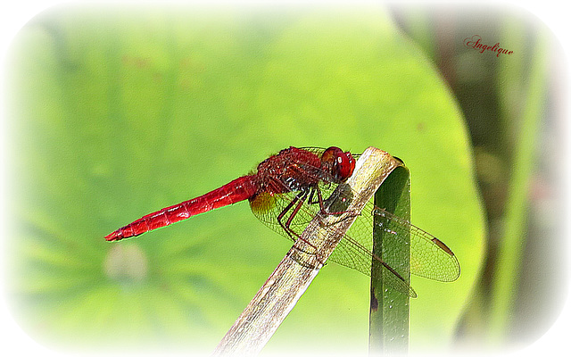 Bonne soirée à vous !