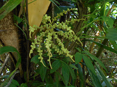 DSCN5349 - Fruto de tucum Bactris setosa, Arecaceae