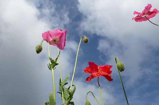 Danse avec le vent...