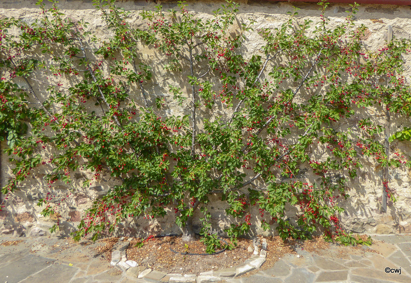 Espaliered Cherry heavy with fruit