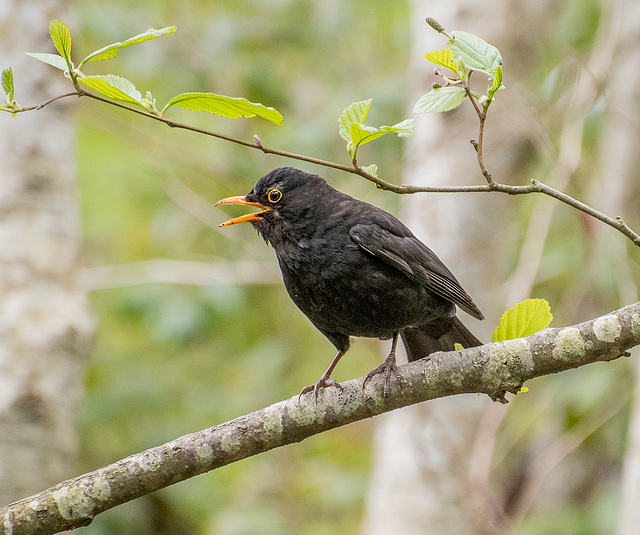 Blackbird in full voice