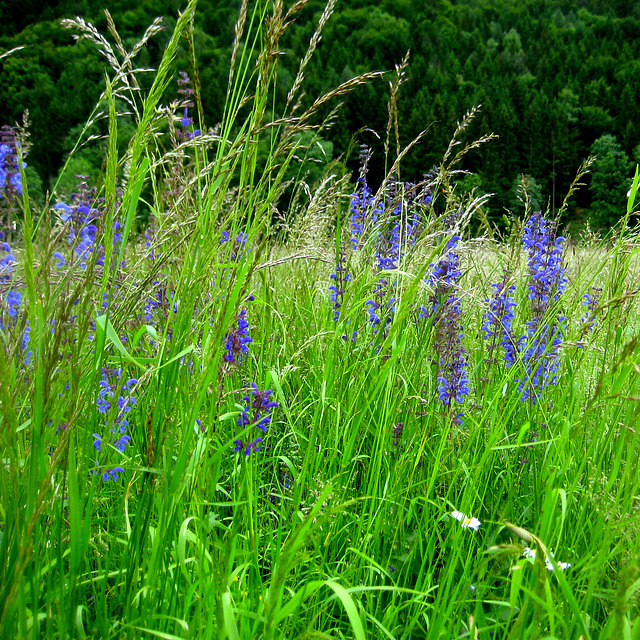 Wiesensalbei (Salvia pratensis)