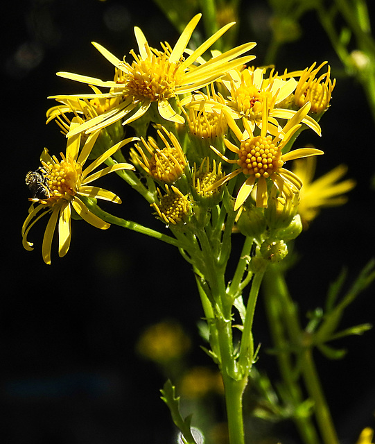 20230707 1616CPw [D~LIP] Jakobs-Greiskraut (Jacobaea vulgaris), Löcherbiene (Heriades truncorum), Bad Salzuflen
