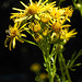 20230707 1616CPw [D~LIP] Jakobs-Greiskraut (Jacobaea vulgaris), Löcherbiene (Heriades truncorum), Bad Salzuflen