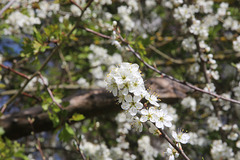 Prunus spinosa