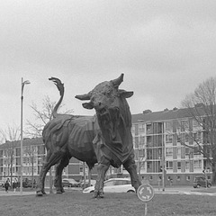 De stier is los