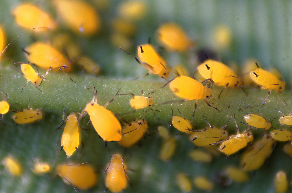 Pucerons du laurier (aphis nerii)