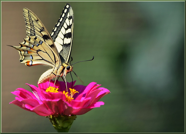 #9 Papilio machaon - (Contest Without Prize - CWP)