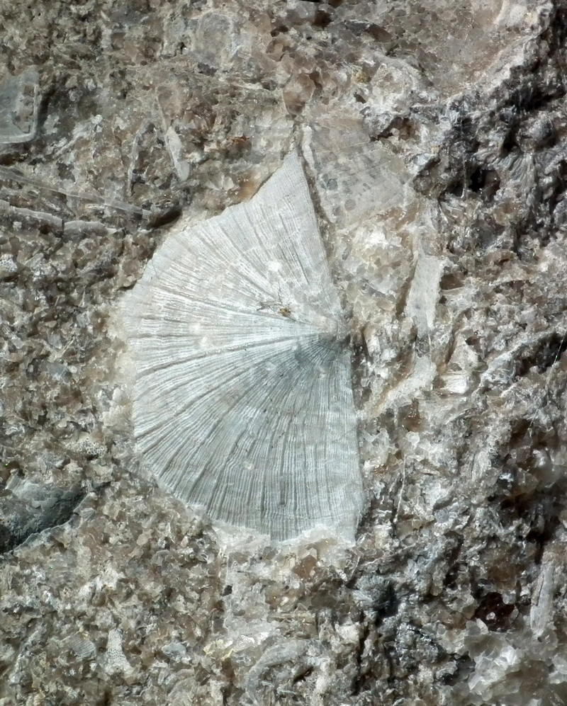 fossile