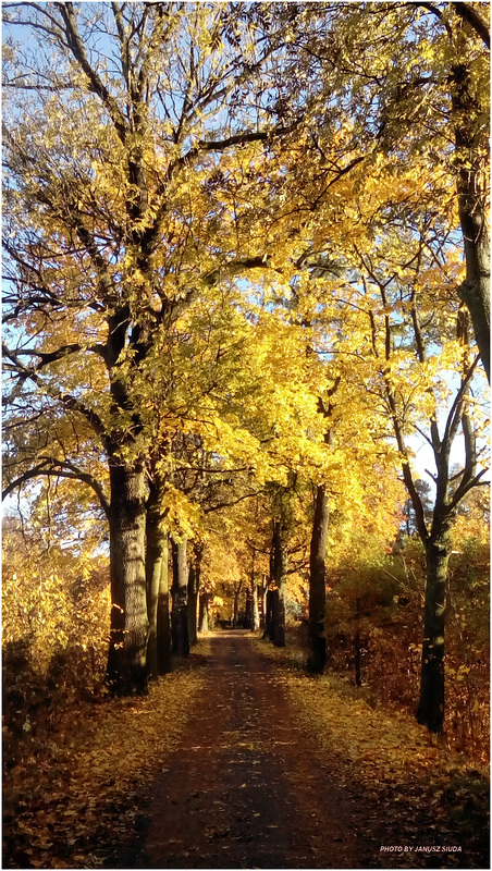 Autumn alley...