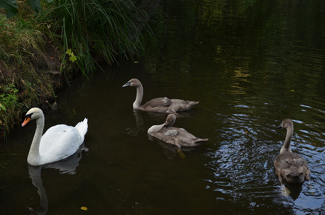 Тростянецкий дендропарк, Лебединая семья / Trostyanets Arboretum, The Family of Swans