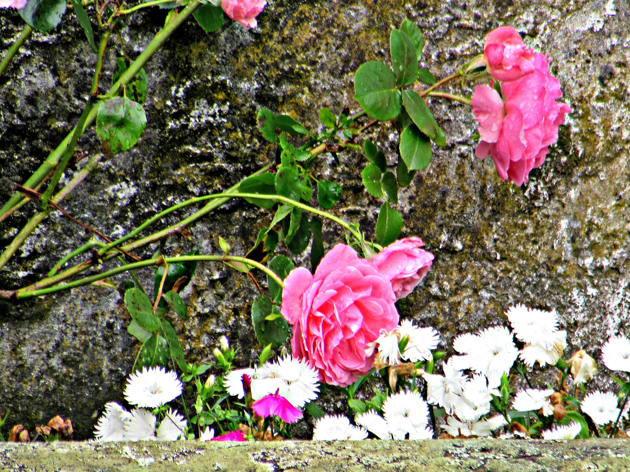 Dianthus and Roses