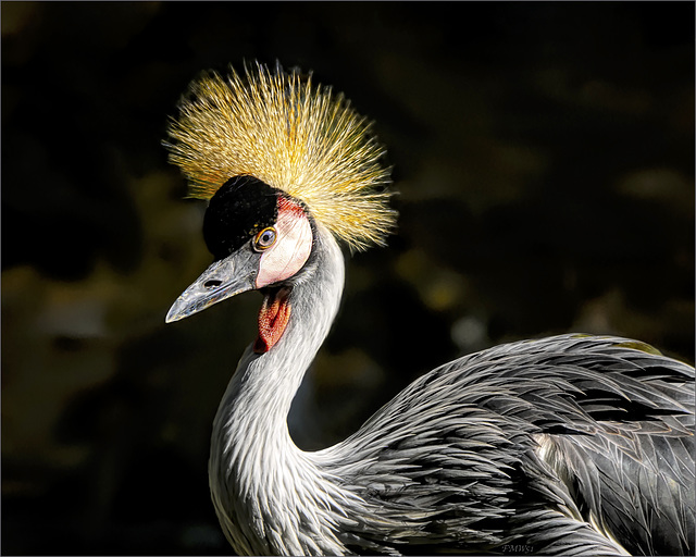 Portrait grey crowned crane