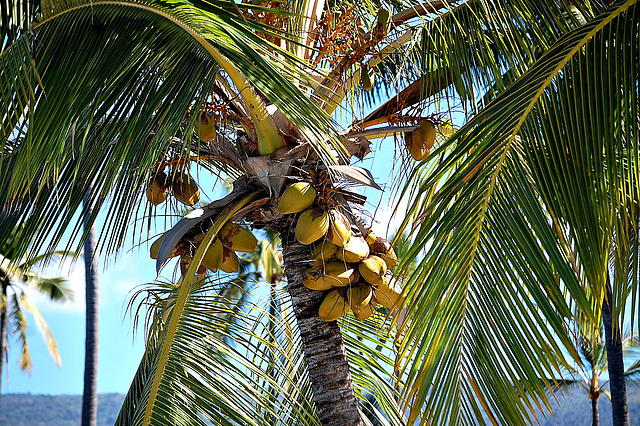 Lovely bunch of coconuts....