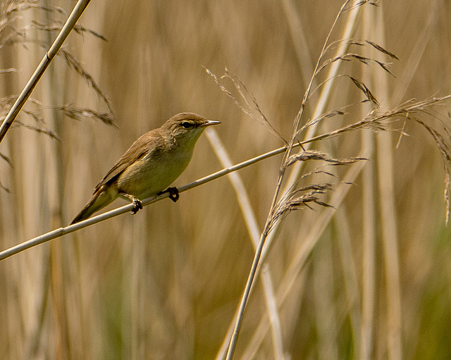 Reed warbler8