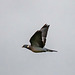 Wood pigeon in flight