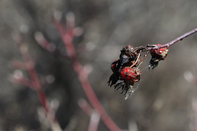 Rose Hips