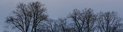 A treetop panorama