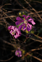 Silene colorata Poir. Caryophyllales