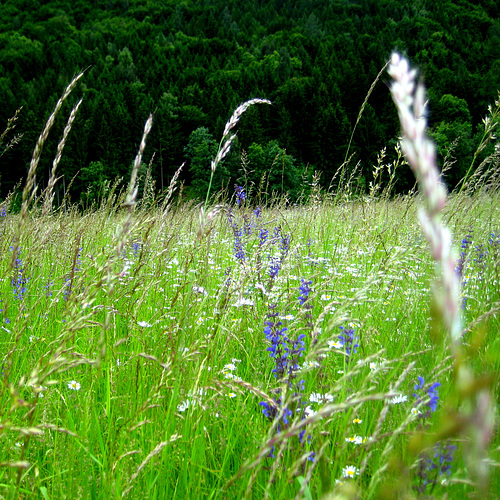 Wiesensalbei (Salvia pratensis)