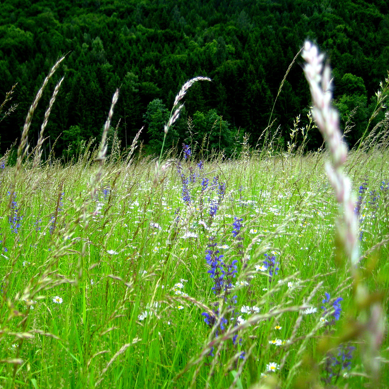 Wiesensalbei (Salvia pratensis)