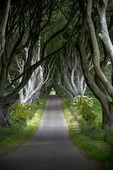 County Antrim: The Dark Hedges 1