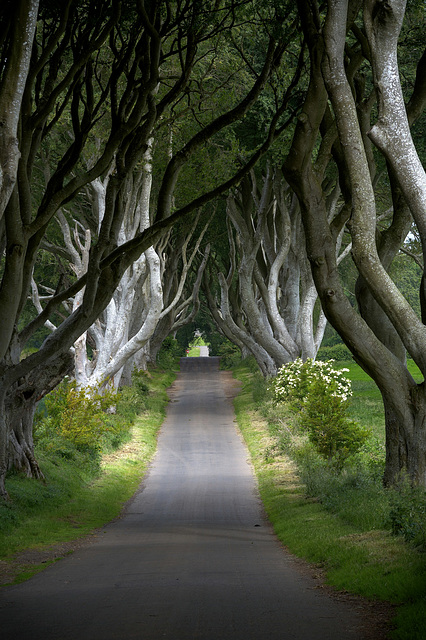 County Antrim: The Dark Hedges 1