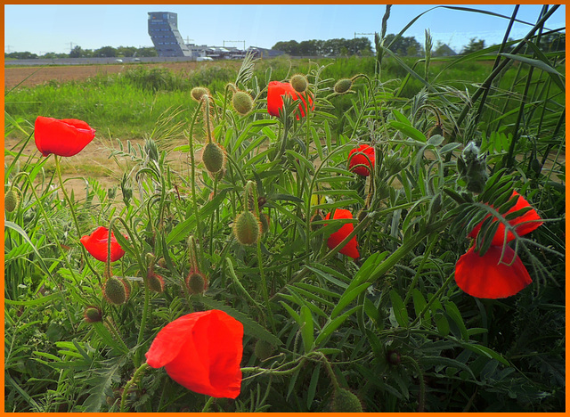 banc  Poppies