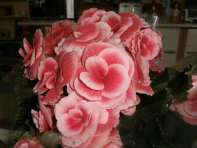 Beautiful begonia