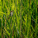 Reed warbler9
