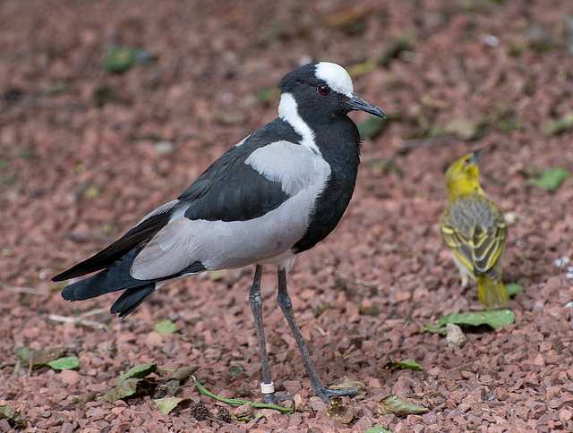 Blacksmith plover2