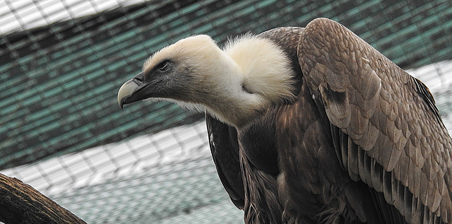 20200301 6548CPw [D~MS] Gänsegeier, Zoo,  Münster