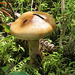 Mushroom, Pringle Mt forest walk