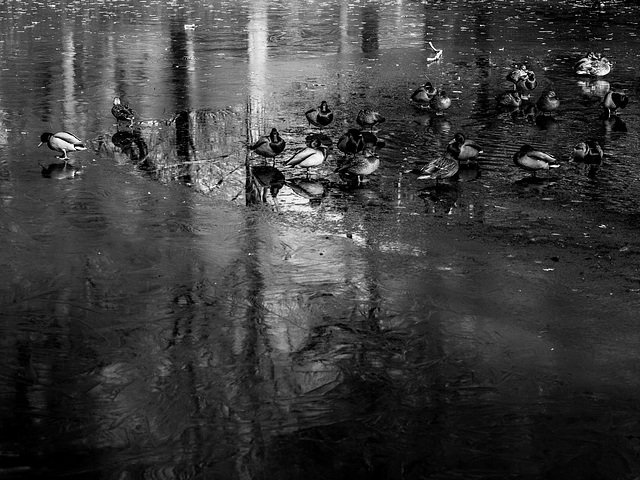 Ducks on the frozen pond