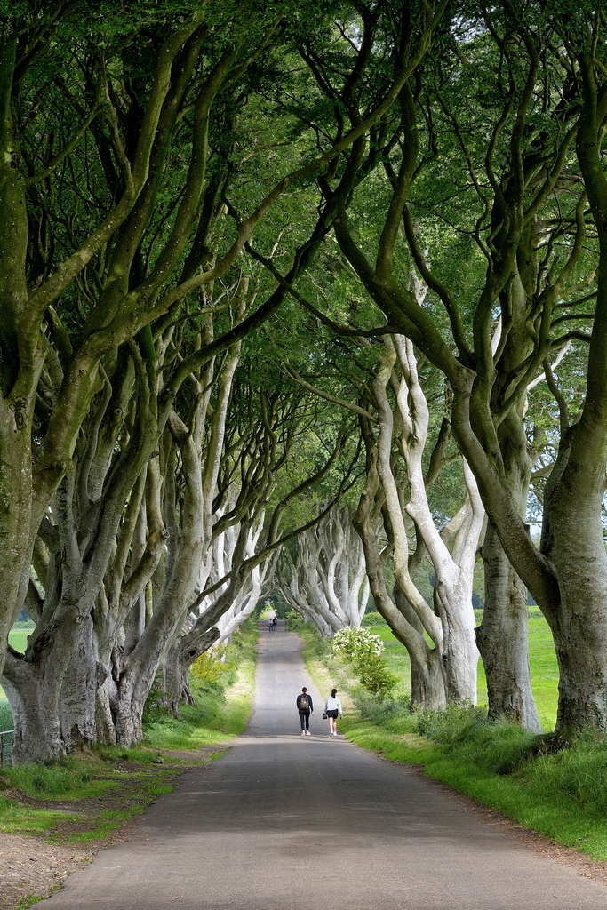 County Antrim: The Dark Hedges