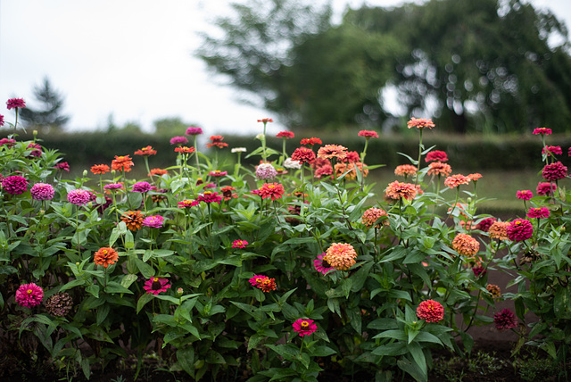 Zinnia