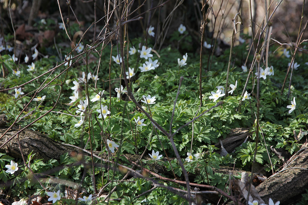 Windröschen (Anemone)