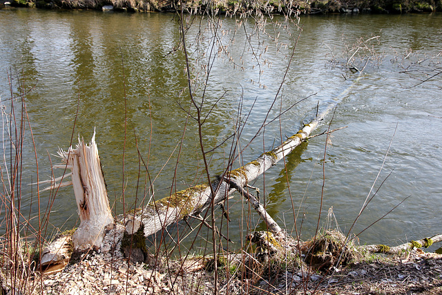 Biber an der Argen