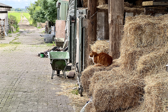 Farm cat