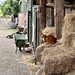 Farm cat