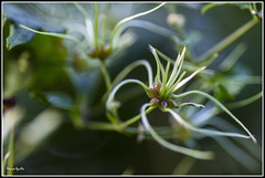 Clematis acapulcensis