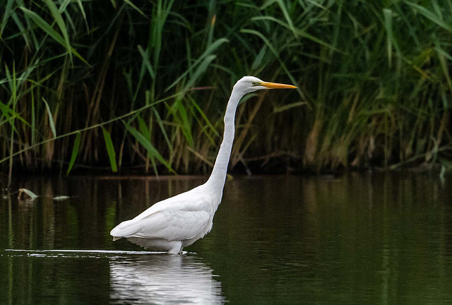 Great white egret